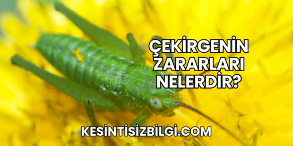 Çekirgenin Zararları Nelerdir?