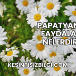 Papatyanın Faydaları Nelerdir?