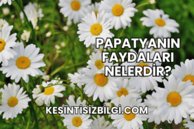 Papatyanın Faydaları Nelerdir?