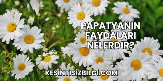Papatyanın Faydaları Nelerdir?