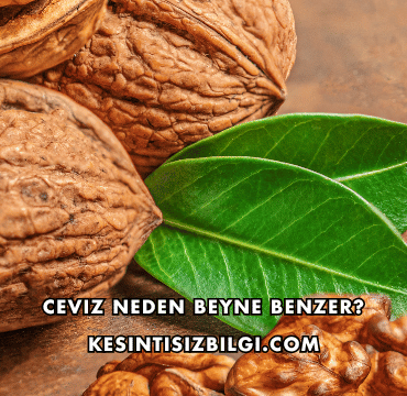 Ceviz Neden Beyne Benzer?